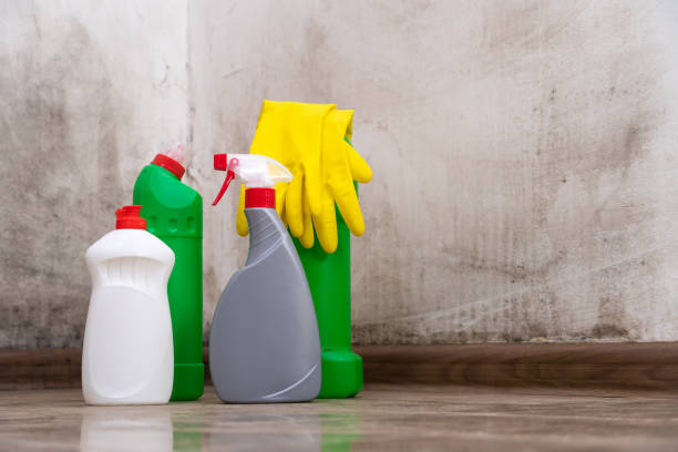 Why You Should Choose Our Mold Remediation Services in Diamond Springs, CA